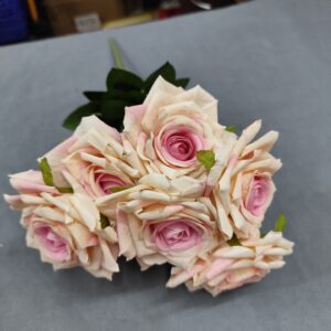 Blush rose flower