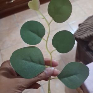 single leaf branch