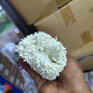 Pollen 1