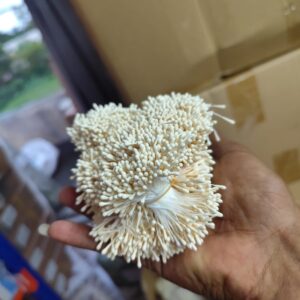 Pollen 3